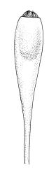 Ulota viridis, capsule, moist. Drawn from A.J. Fife 9192 & G.B. Huang, CHR 477008.
 Image: R.C. Wagstaff © Landcare Research 2017 